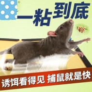 如何使用粘鼠板成功滅鼠？
